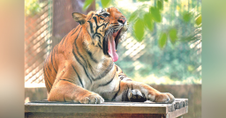 GOOD NEWS: STATE TO GET 6th TIGER RESERVE SOON!